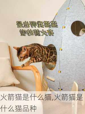 火箭猫是什么猫,火箭猫是什么猫品种